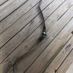 Bear "Super Magnum 48" -NEW-Vintage- Left hand recurve - 40#@28"