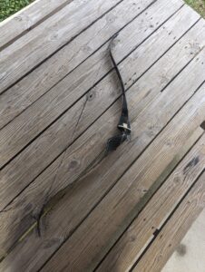 Bear "Super Magnum 48" -NEW-Vintage- Left hand recurve - 40#@28"